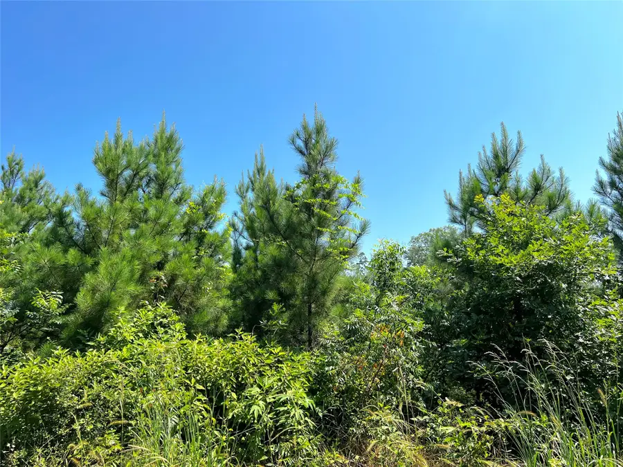 06 Carters Ferry Road, Milam, TX 75959 - Image #2