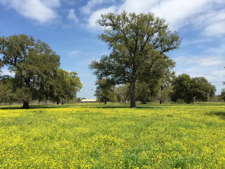 16427 Majestic Oaks Drive, Rosharon, TX 77583 - #2