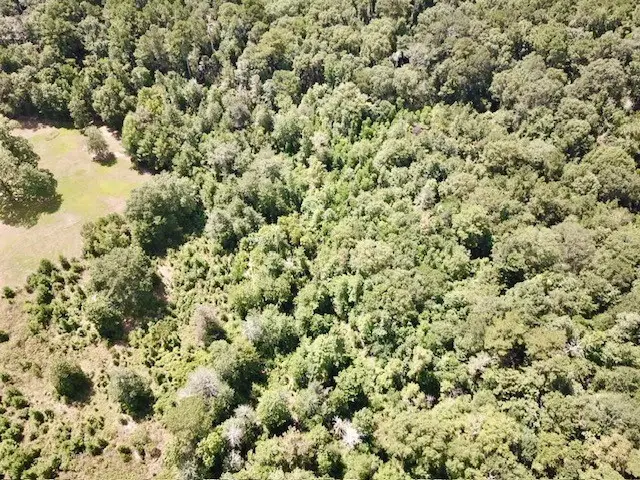 8.269+/- Acs Fm 92 S, Woodville, TX 75979 - Image #3