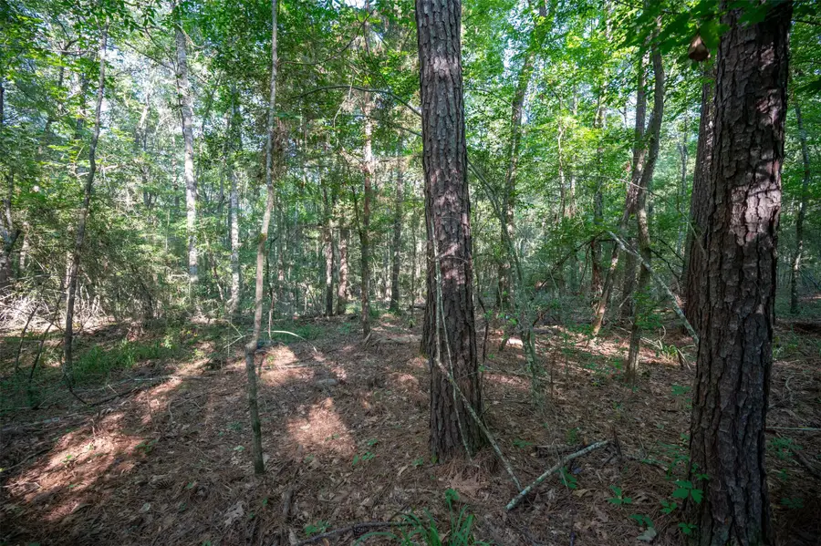 tbd Co Rd 3000, Woodville, TX 75979 - Image #2