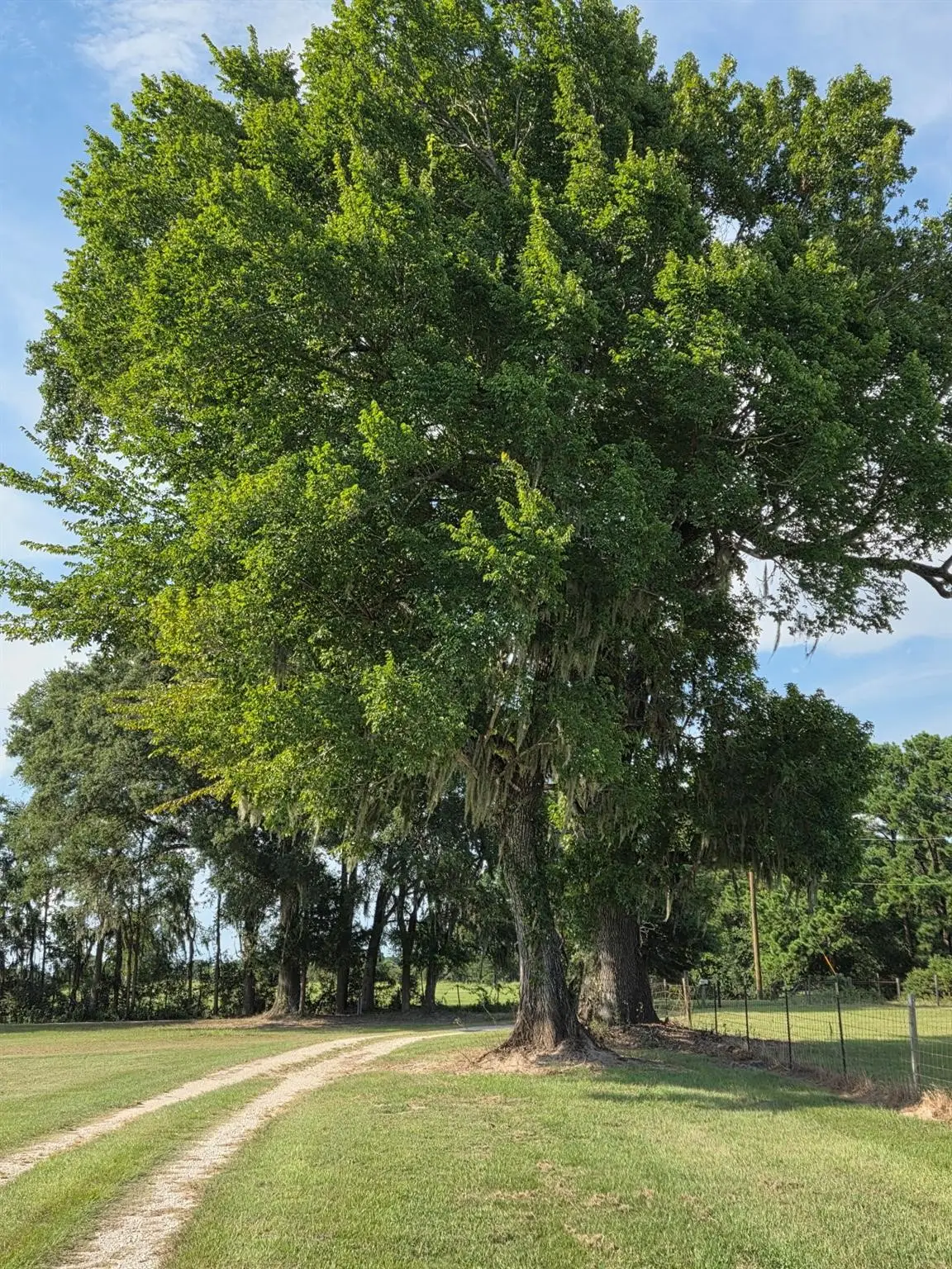 0 Skains Chapel Road, Trinity, TX 75862-6823 - #1