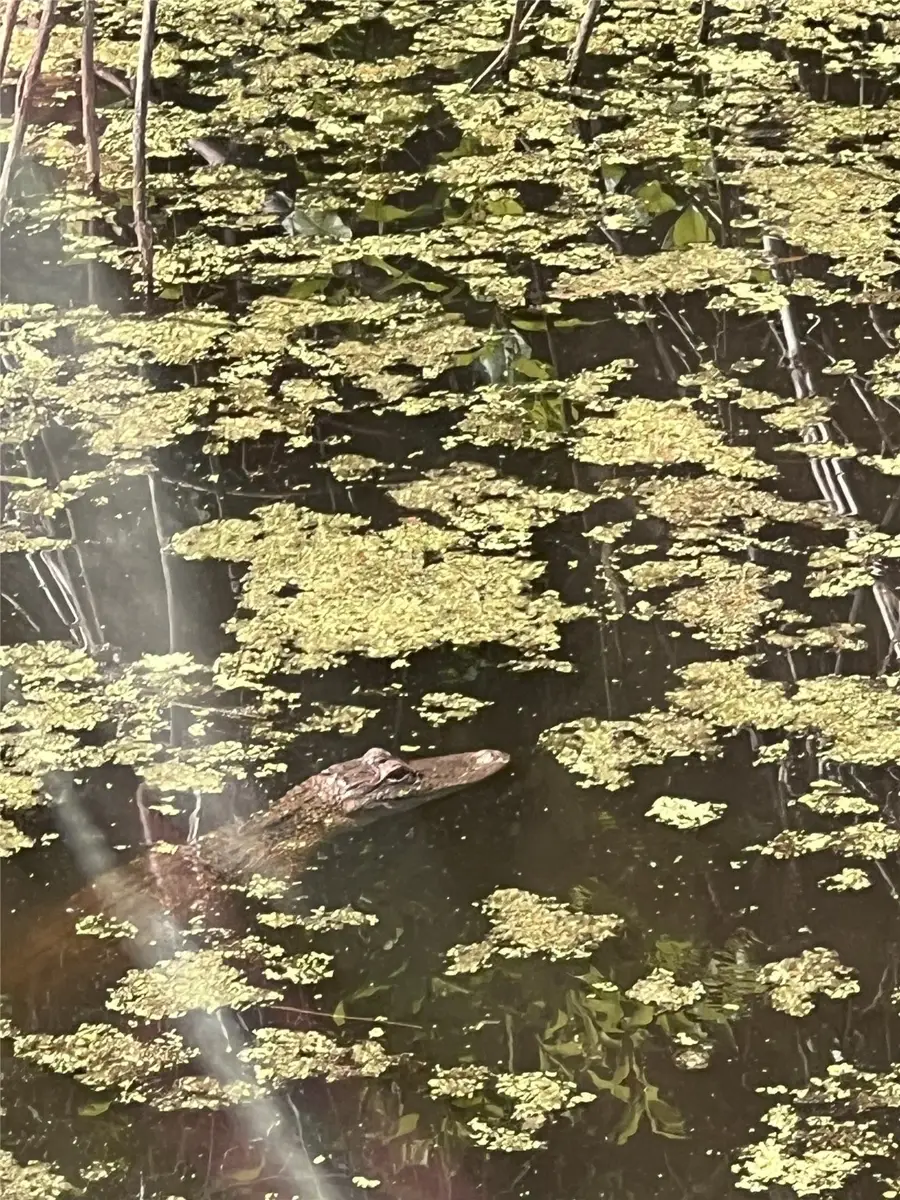 0 White Pinch Ln, Dayton Lakes, TX 77535 - Image #2