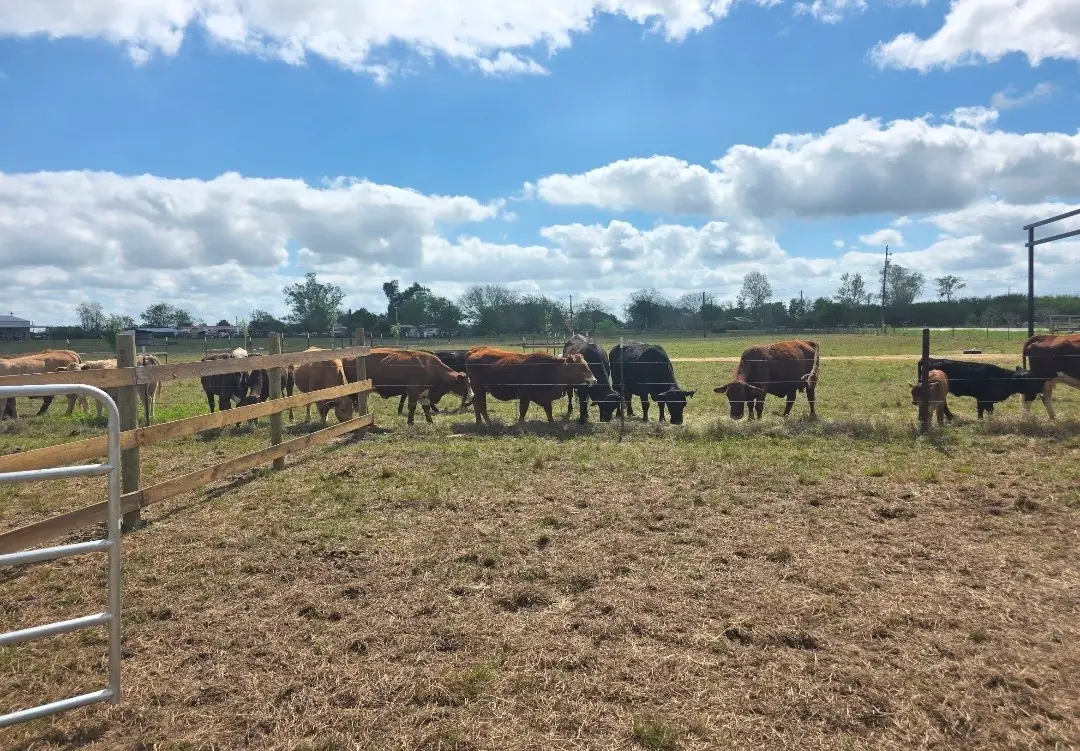 816 Raccoon Bend Road, Bellville, TX 77418 - #1