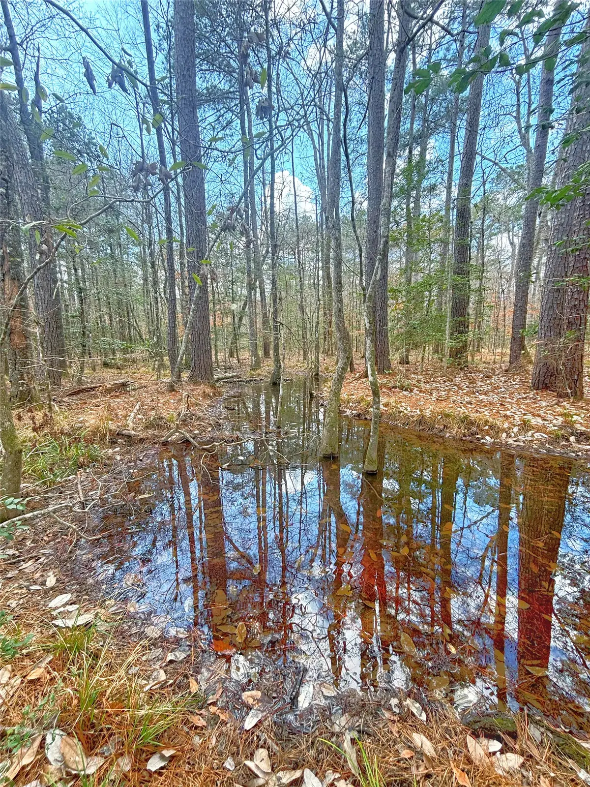 000 Cr 1200, Hemphill, TX 75948 - #1