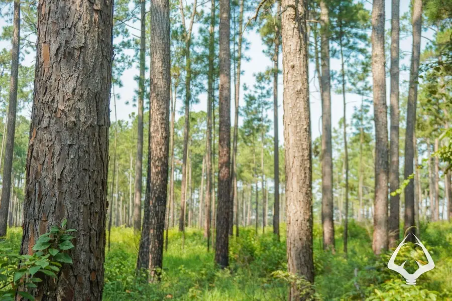 TBD Forest Service Road 511, City Unavailable, TX 75847 - Image #2