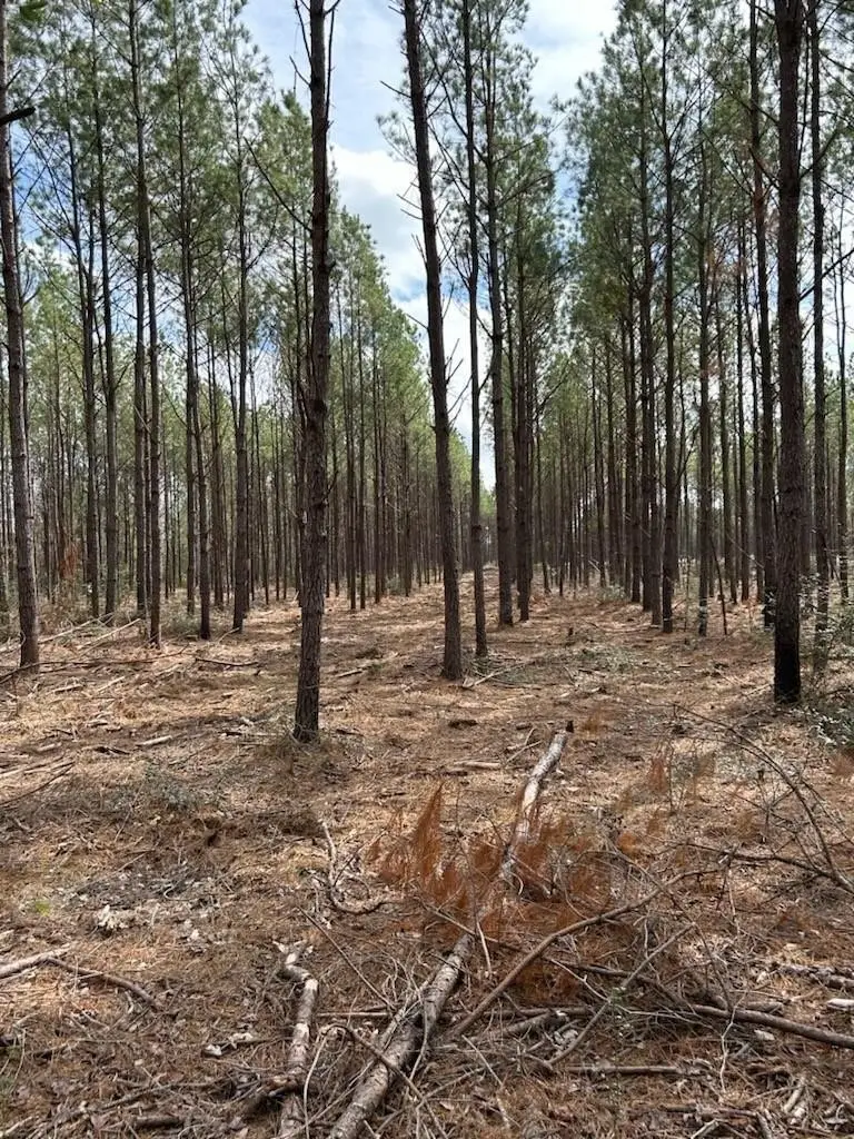 TRACT 1 Lloyd Walker Road, Huntington, TX 75949 - Image #2