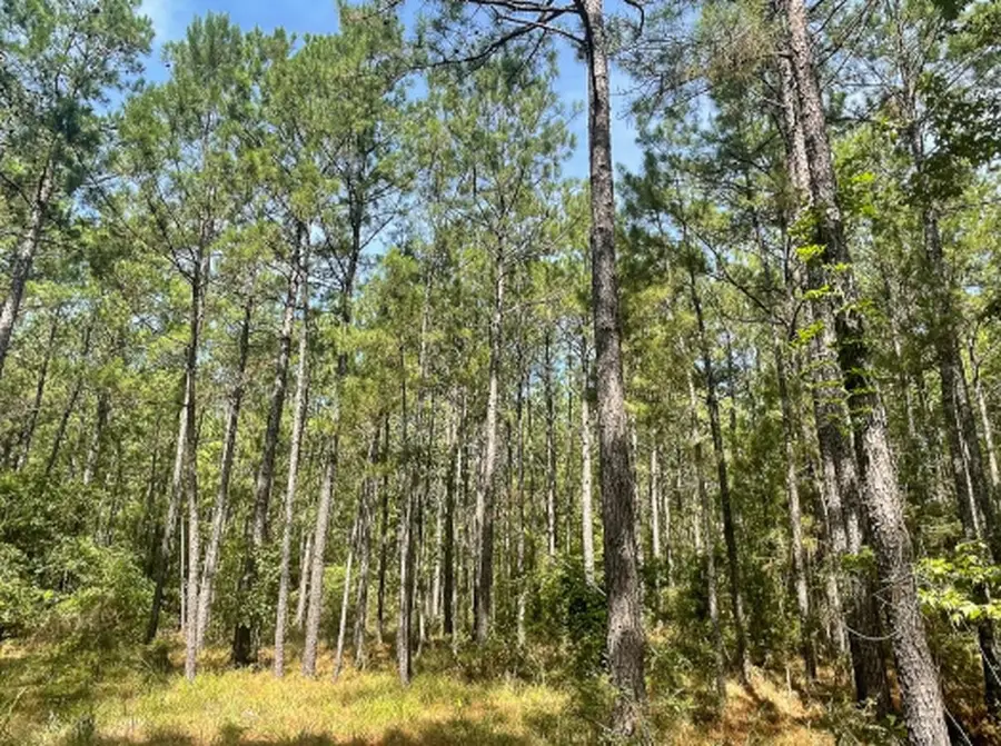 750 Private Road 8551, Broaddus, TX 75929 - #3