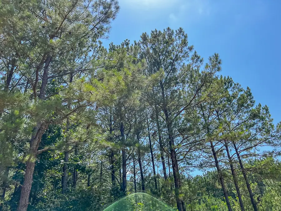 11 County Road 366, Zavalla, TX 75980 - Image #3