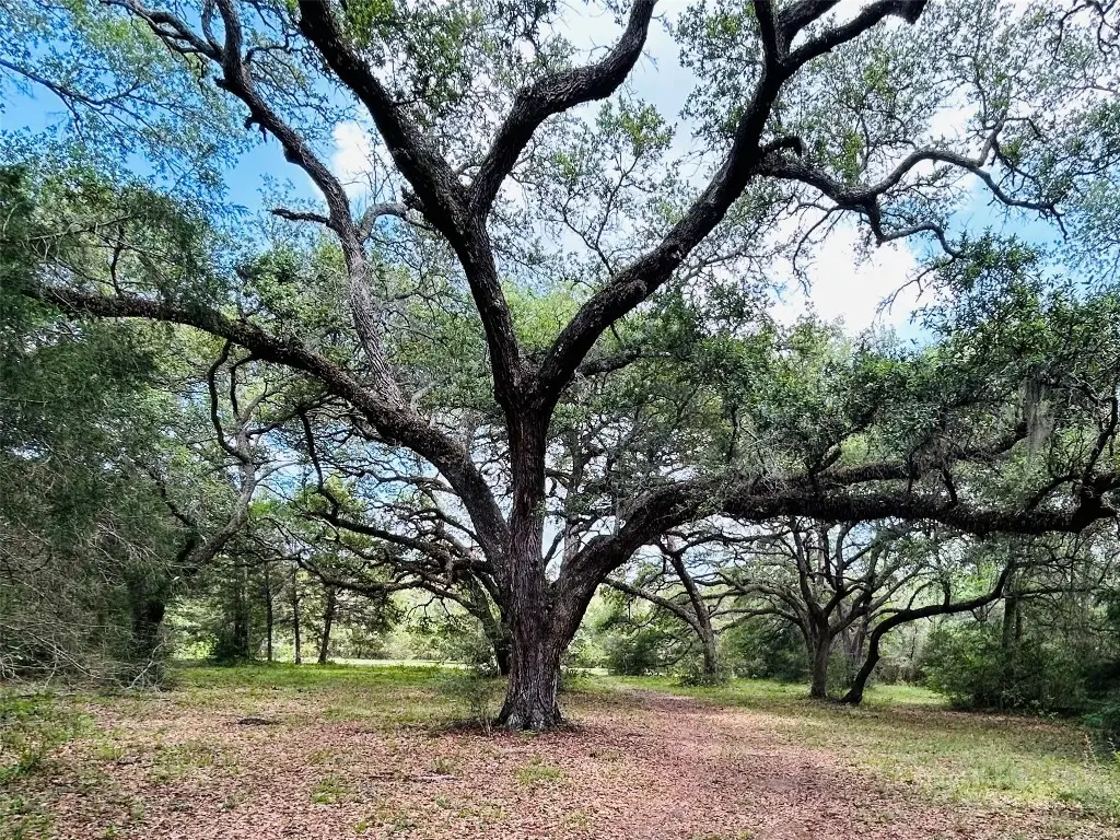 50 Acres Dunlavy, Cat Spring, TX 78933 - #1