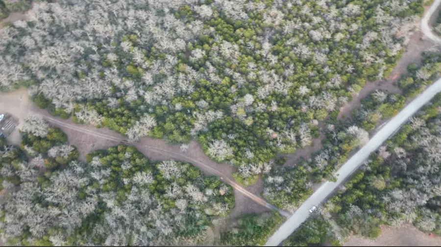 TBD County Road 427, Normangee, TX 77584 - Image #2