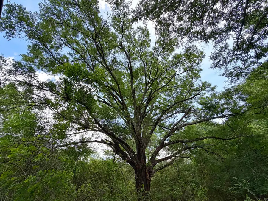 100 ac Cr 408, Normangee, TX 77871 - #3