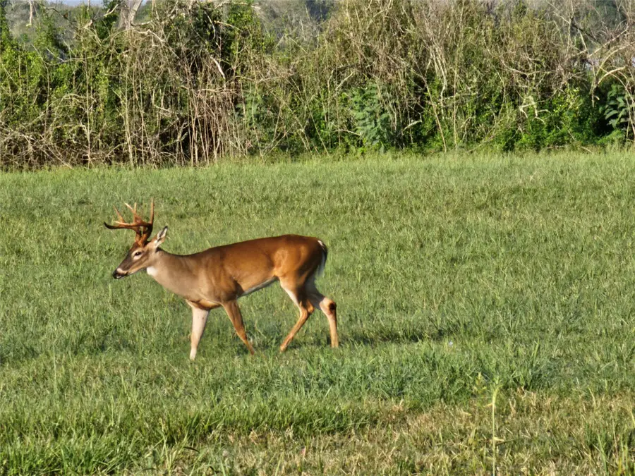 Lot 16 Wrangler Bend, Angleton, TX 77515 - Image #2