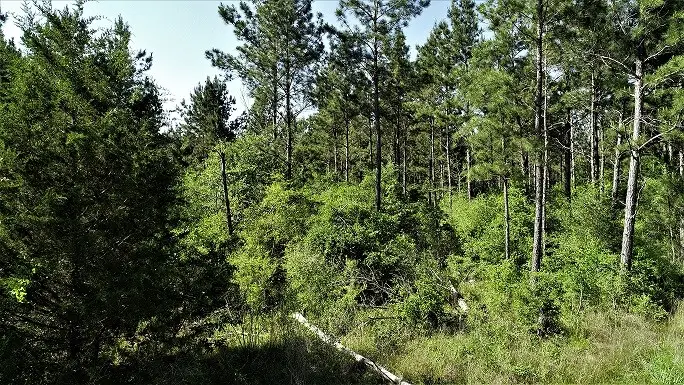 9490 S State Highway 19, Lovelady, TX 75851 - #3