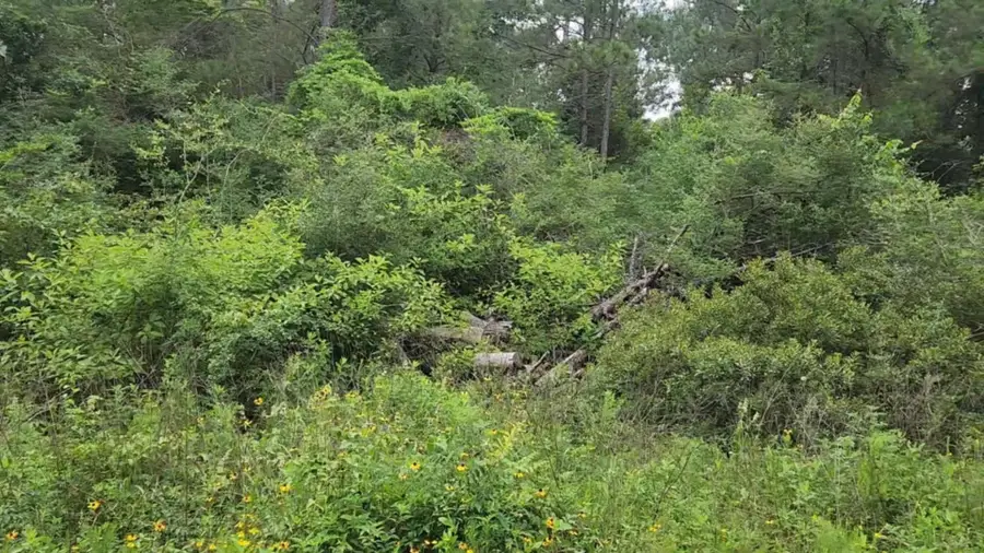 Lot 35 Scarlet Oak Drive, Plantersville, TX 77363 - Image #3