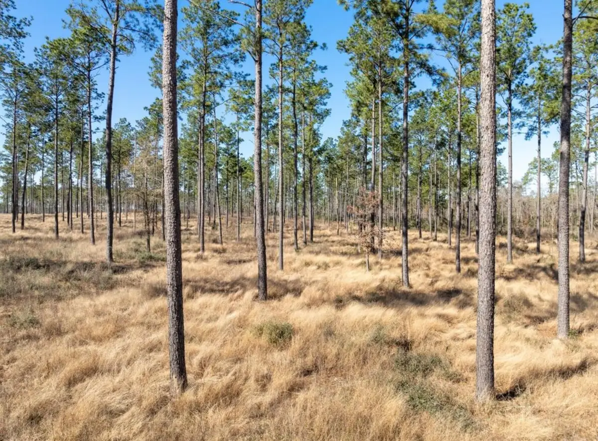 TBD Red Lowe Road, Livingston, TX 77351 - #1