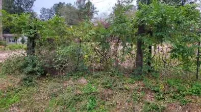 0 Beverly Dr Shepherd, Tx 77371, Shepherd, TX 77371 - Image #3