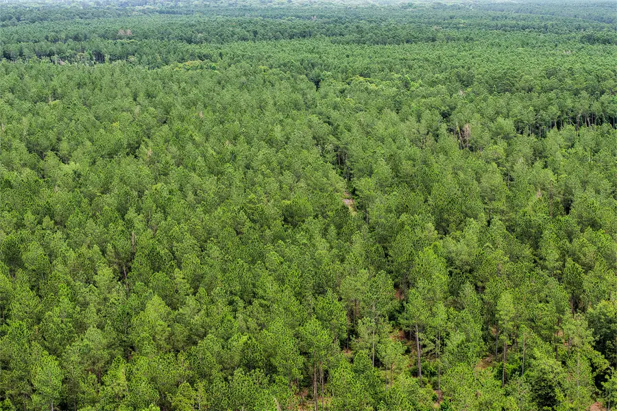 1782 Acres County Line Road, Shepherd, TX 77371 - #3