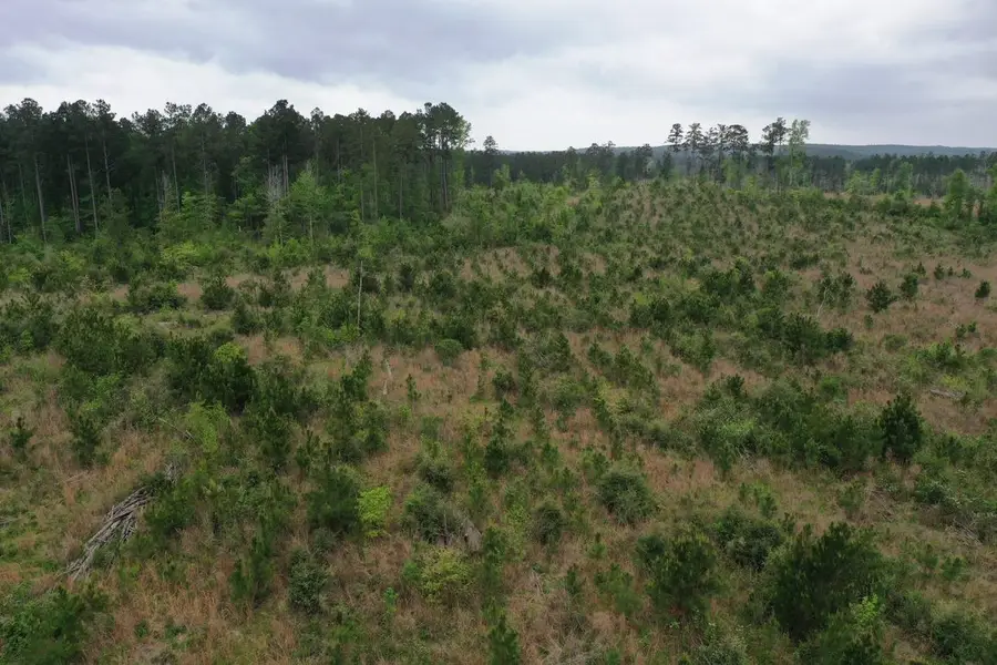 Tract 4 Cr 255, San Augustine, TX 75972 - Image #2