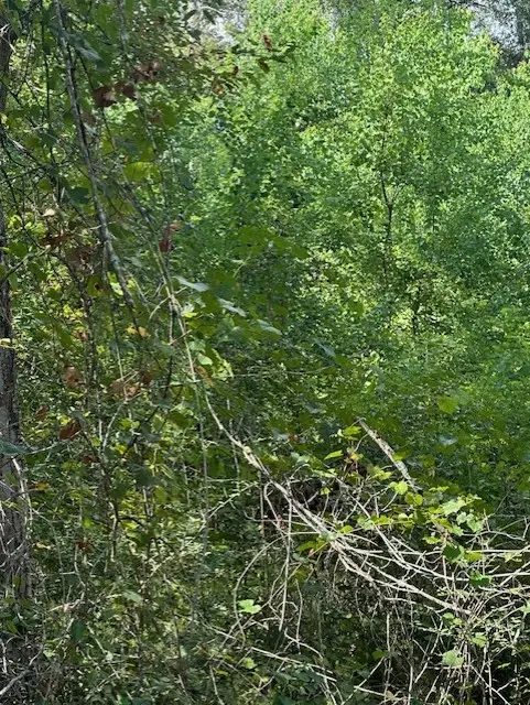 26976 Callie Drive, Hempstead, TX 77445 - Image #3