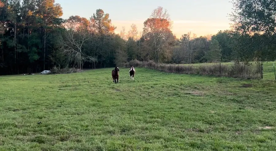 9953 Chestnut Court, Montgomery, TX 77316 - Image #2