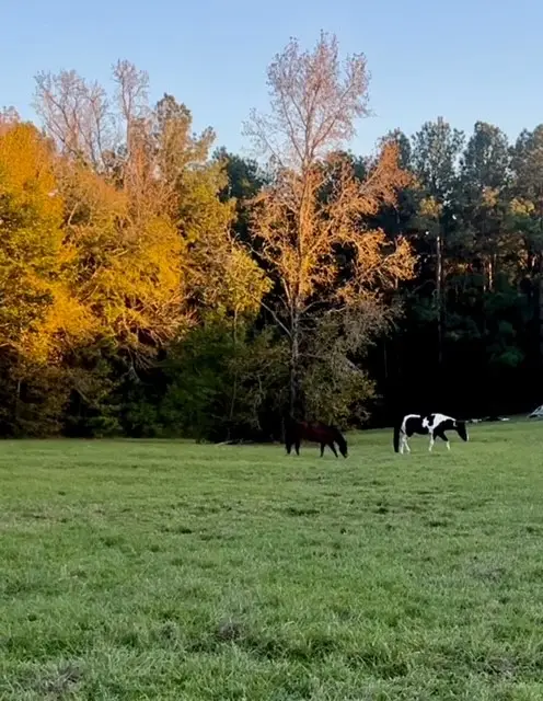 9953 Chestnut Court, Montgomery, TX 77316 - Image #3