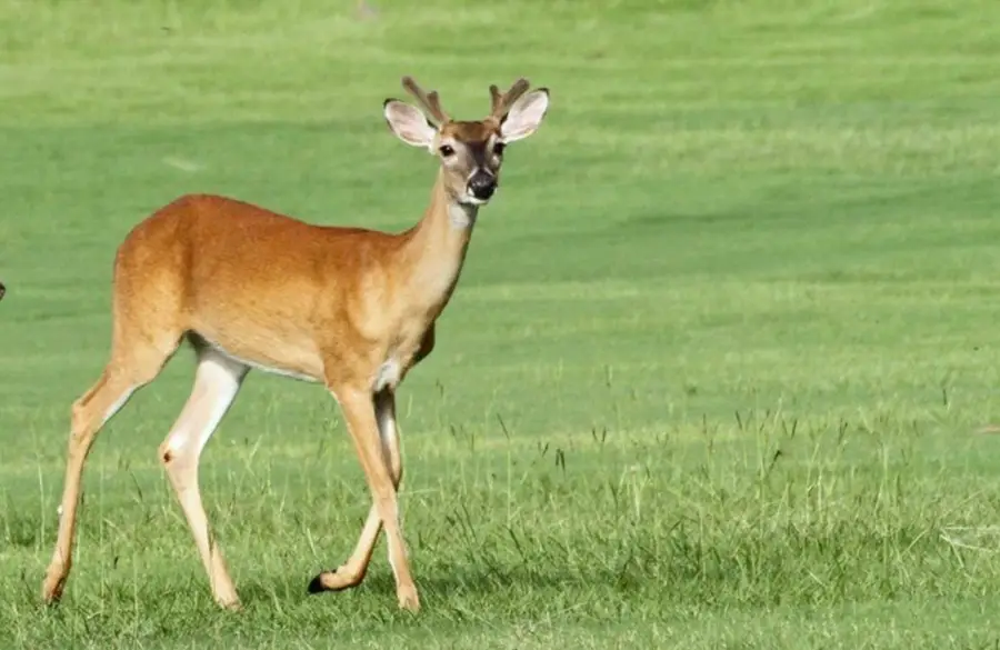 90 Meadowview Drive, Trinity, TX 75862 - Image #3