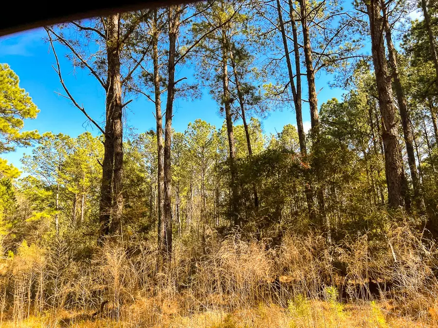 14 Union Springs Road, Corrigan, TX 77352 - #3