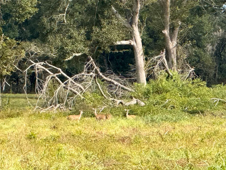 00000 County Road 42, Rosharon, TX 77583 - Image #3