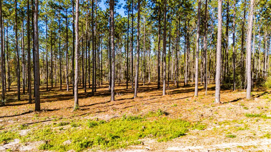 141516 Big Buck Drive, Moscow, TX 75960 - Image #3