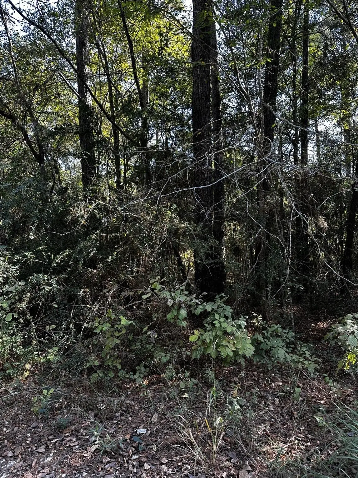 21793 Bluebonnet Drive, Navasota, TX 77868 - Image #1