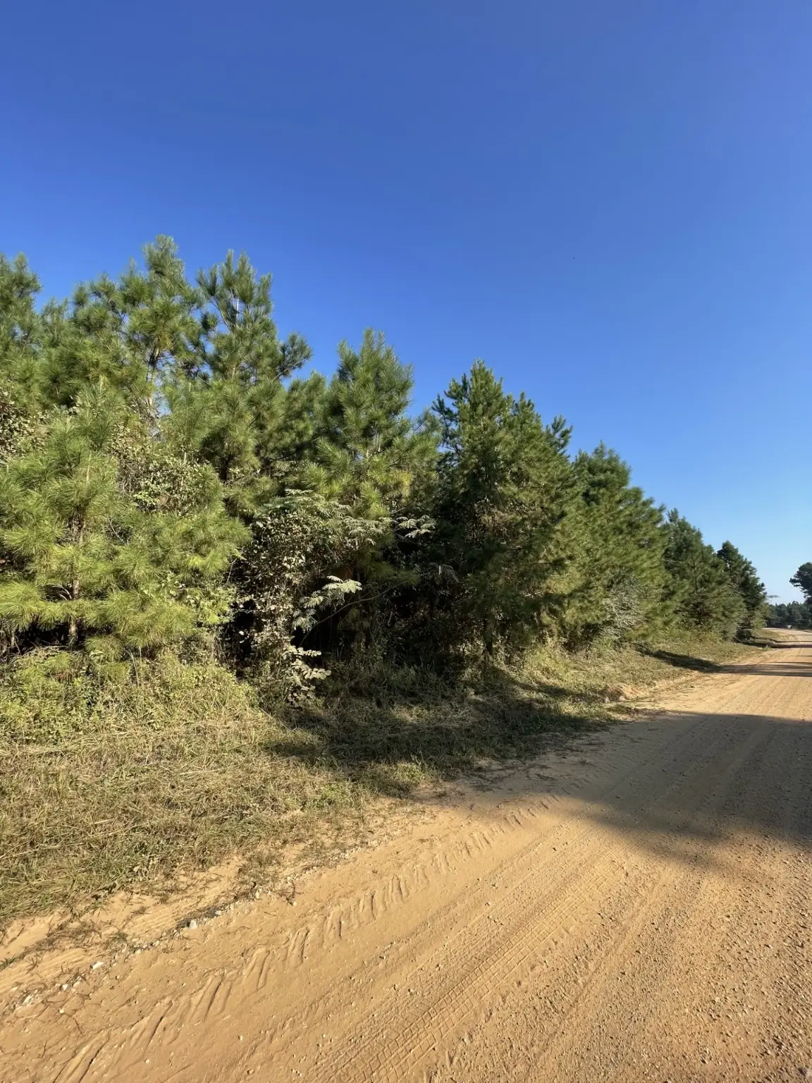 TBD County Road 546 Road, Nacogdoches, TX 75961 - Image #1
