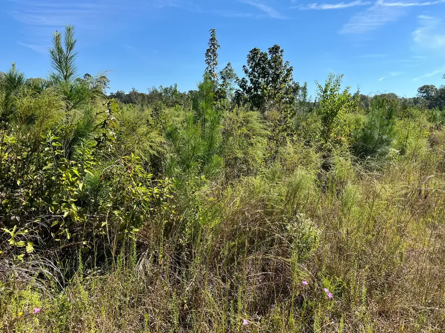 TBD Fm 1745, Colmesneil, TX 75938 - Image #2