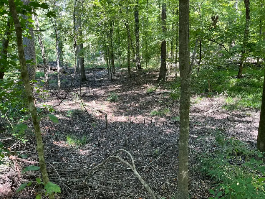 TBD Fm 1745, Colmesneil, TX 75938 - Image #3