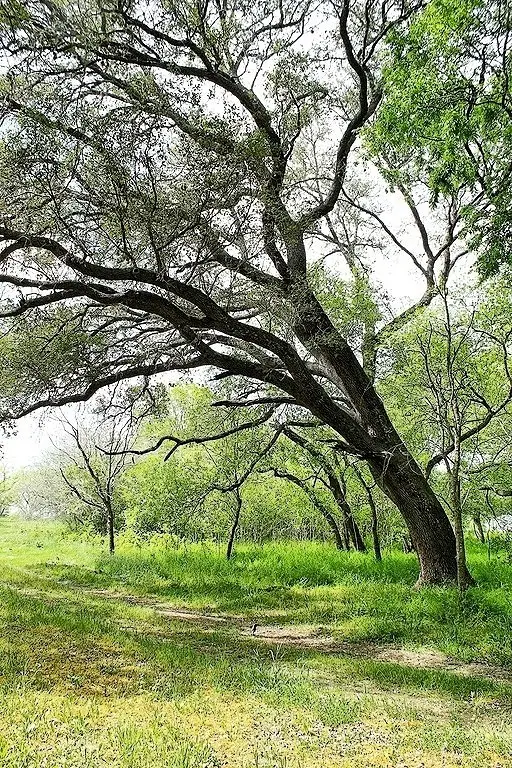 TBD Scott Road, Weimar, TX 78962 - Image #3