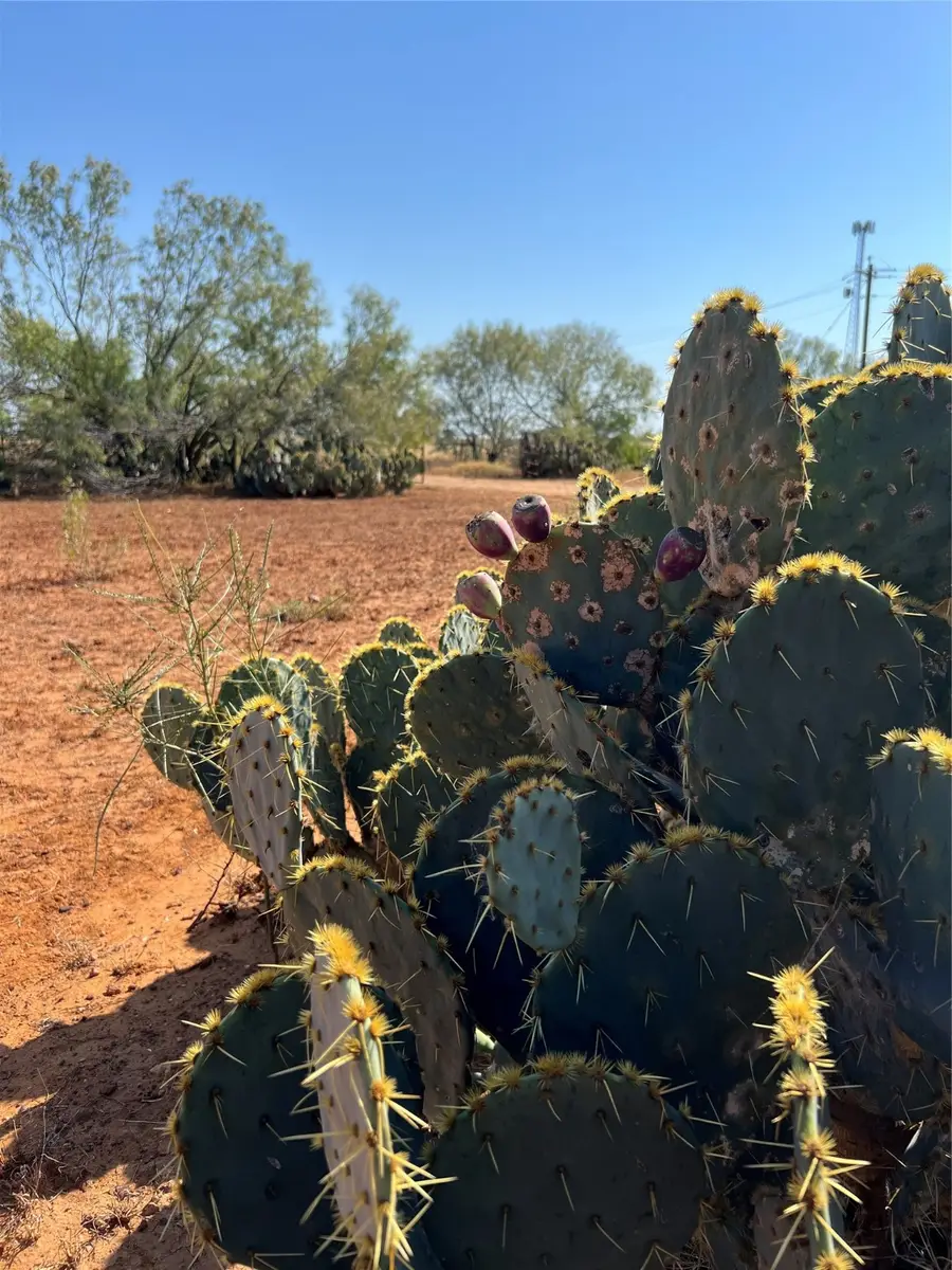 100 Cr 321 Tract 6, Jourdanton, TX 78026 - Image #3