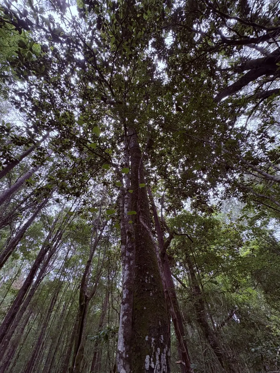 TBD Hwy 190, Jasper, TX 75951 - Image #2