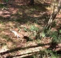 TBD Palmetto, Magnolia, TX 77356 - Image #1