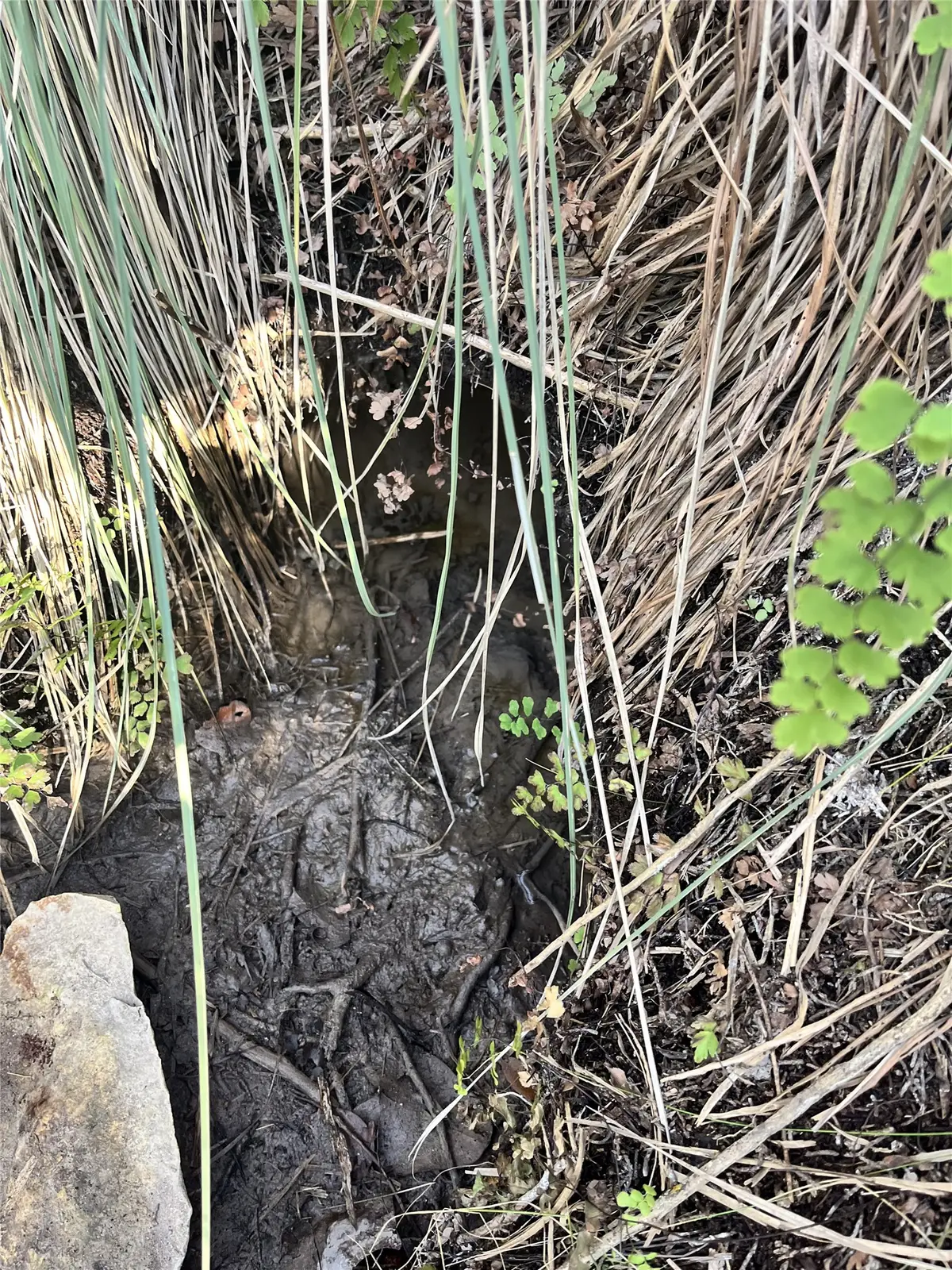 8101 Chantily Cove, Leander, TX 78645 - #1