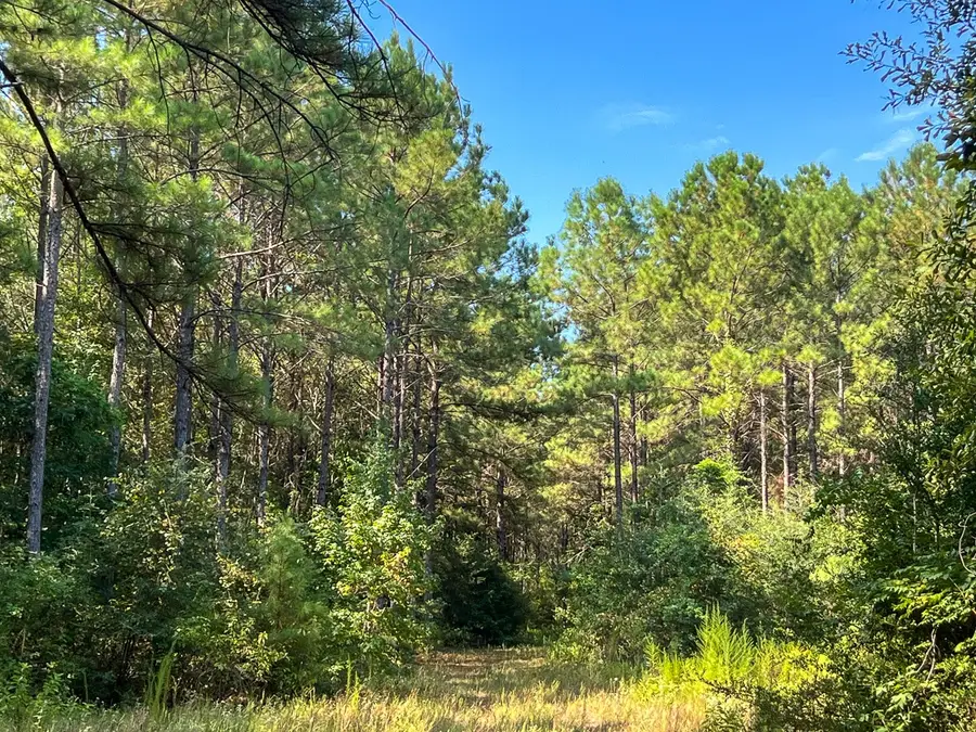 T-7 Fm 256, Woodville, TX 75979 - #2