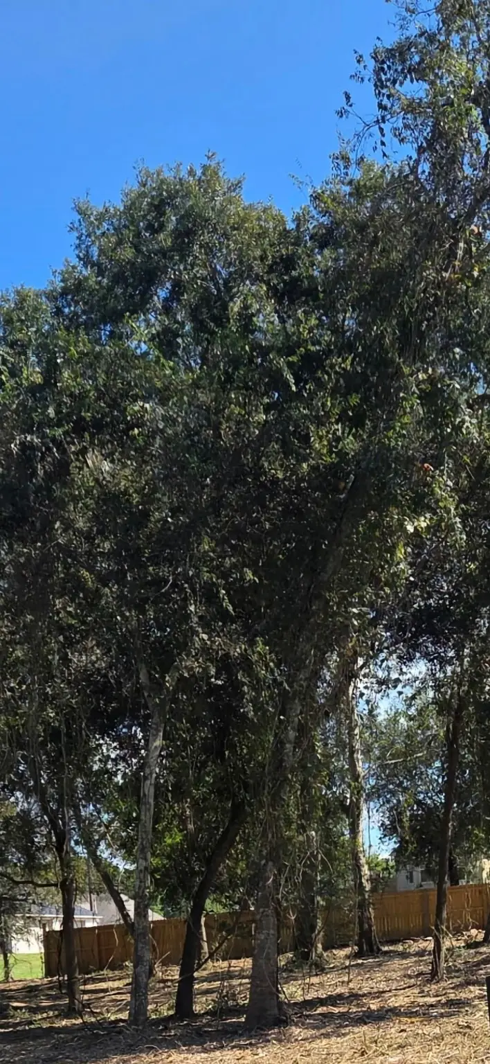 0 Lost Lake Drive, Monterey Belvieu, TX 77523 - Image #1