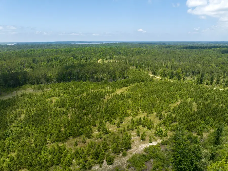 TBD Chita Cemetery Road, Trinity, TX 75862 - Image #2