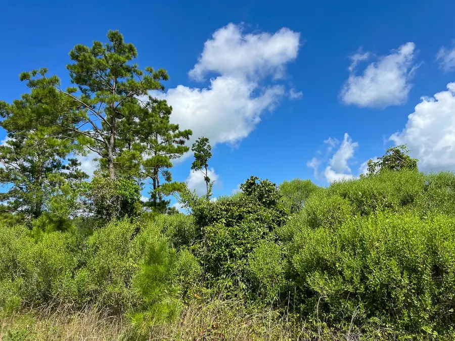 3 Highway 63, Burkeville, TX 75932 - Image #3