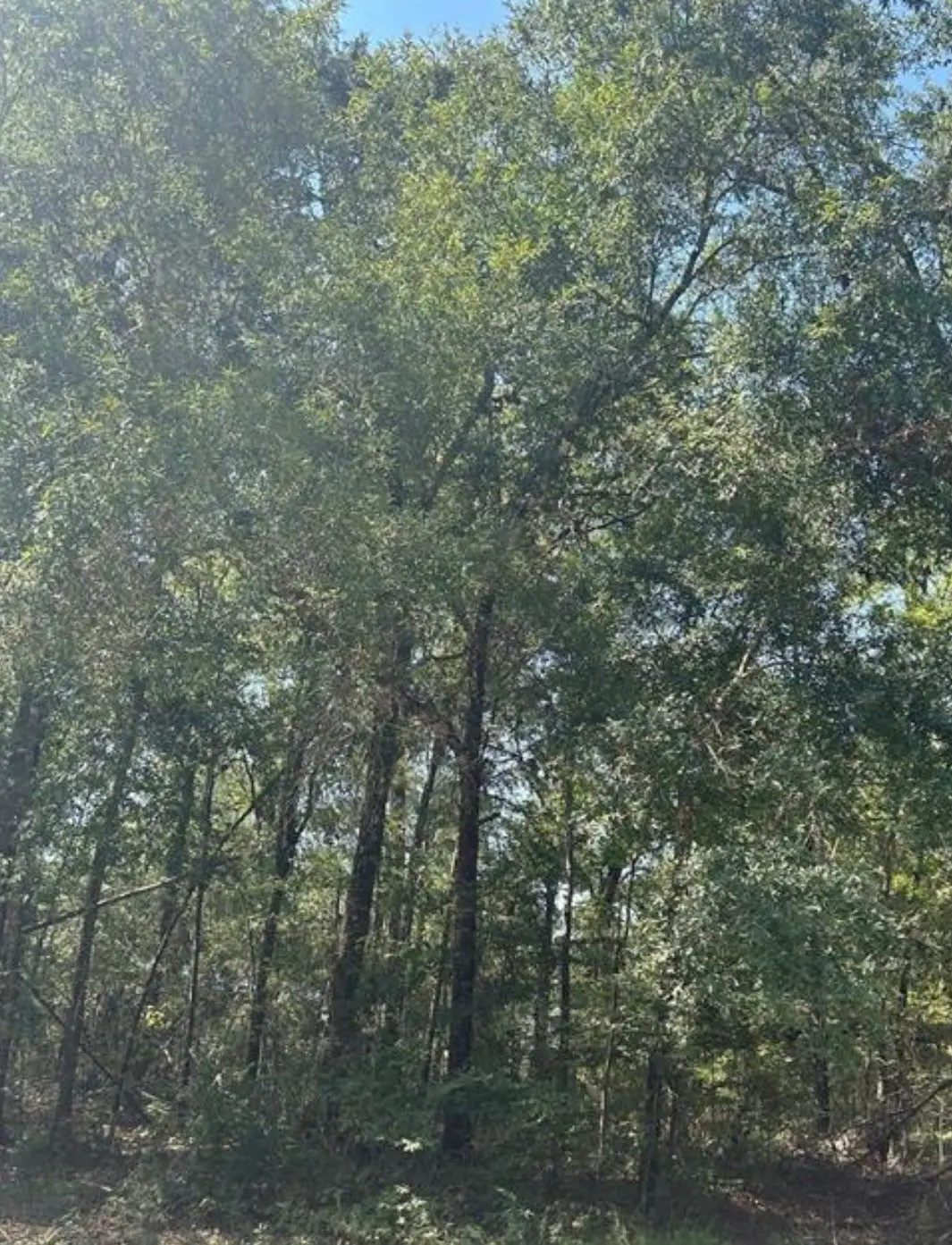 000 Forester, Livingston, TX 77351 - Image #1