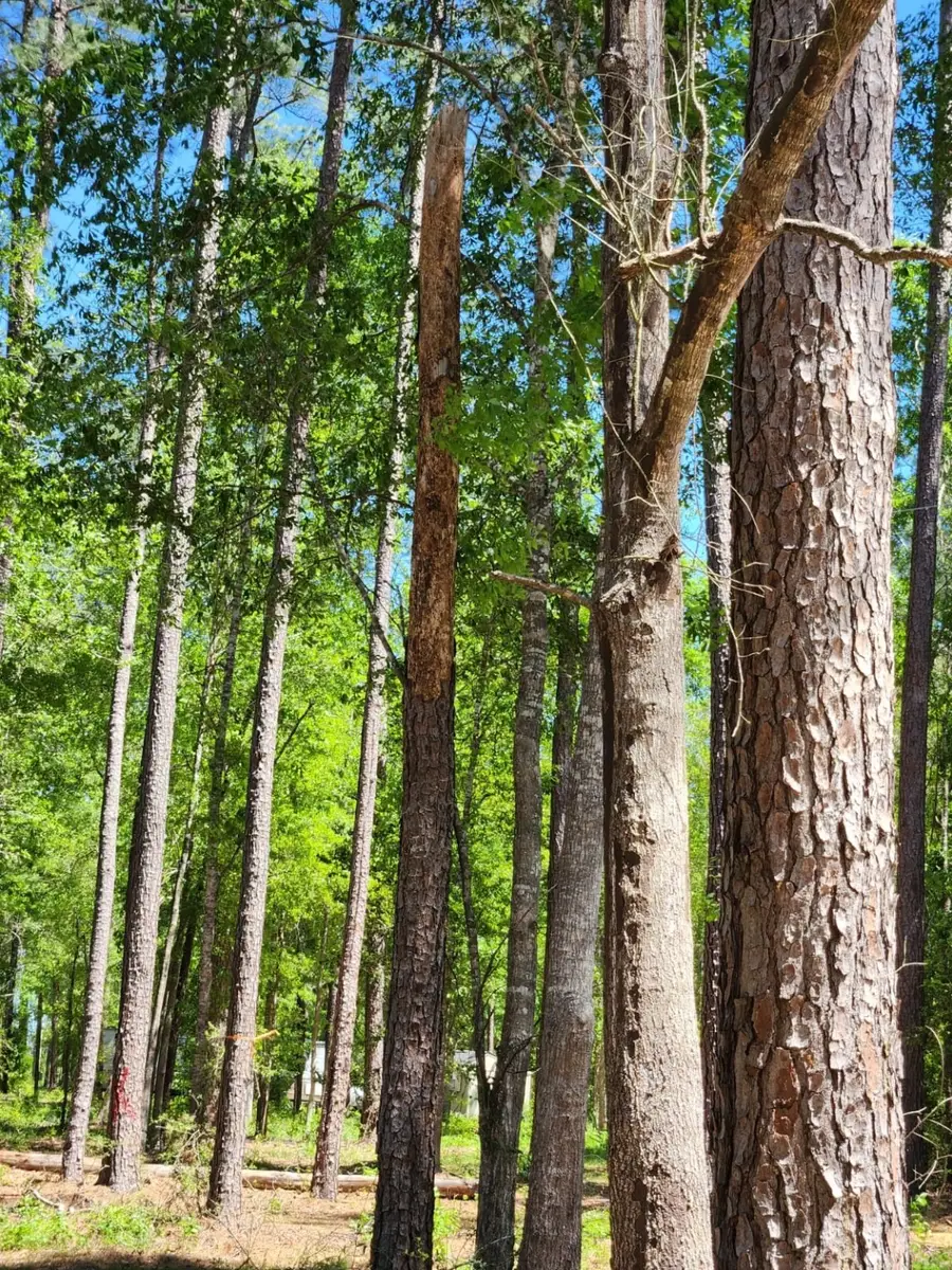 2300 Cr 1520, Warren, TX 77664 - Image #3