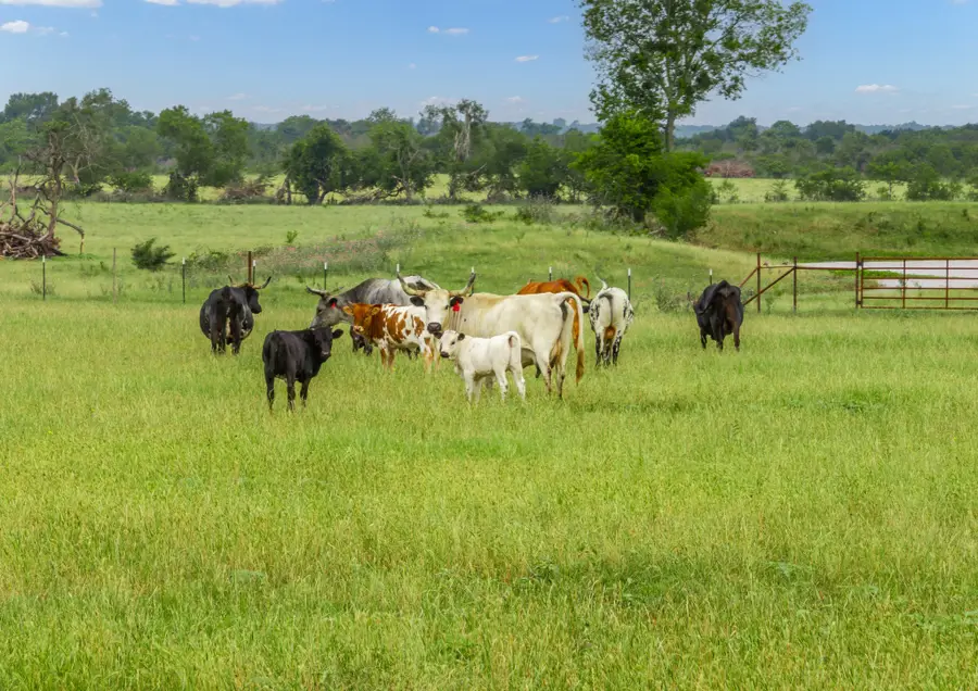 523 Lcr 667, Kosse, TX 76653 - #2