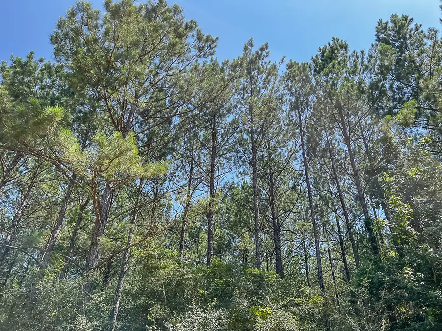 000000 Cr 368a, Zavalla, TX 75980 - Image #3