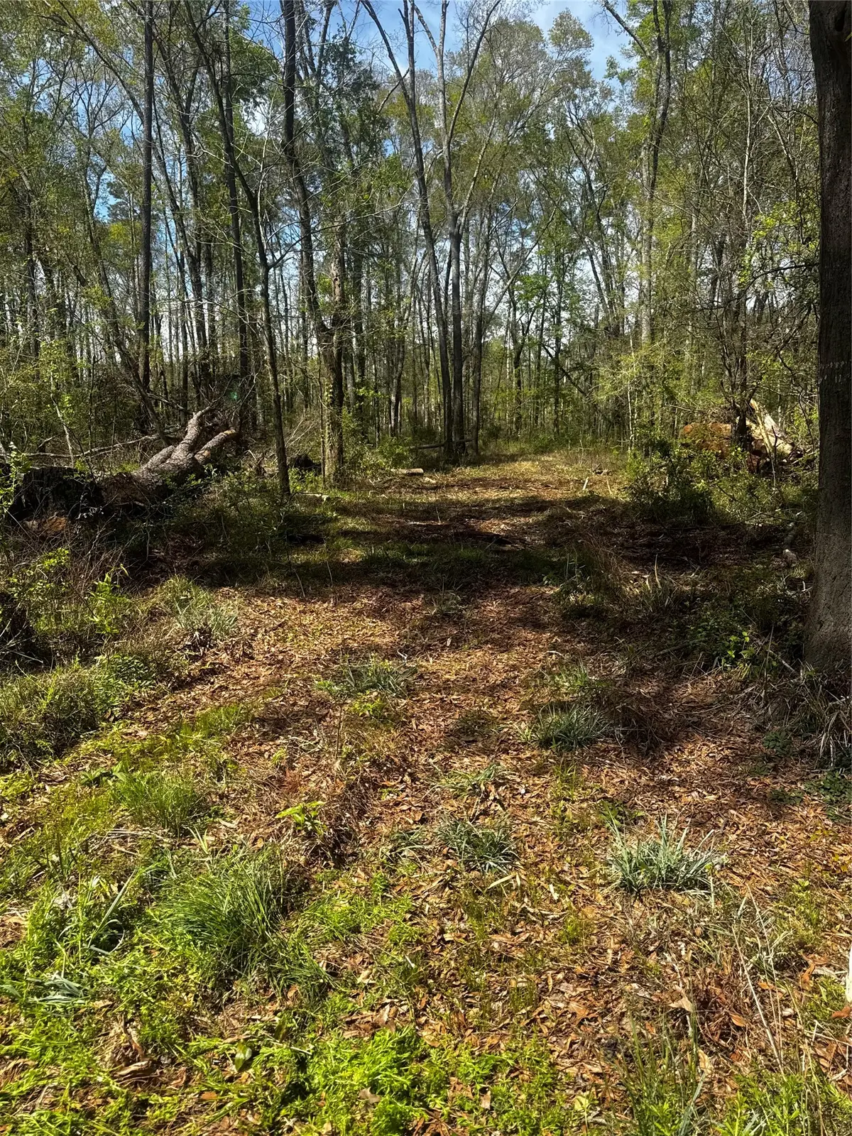 0 Winter Creek, Cleveland, TX 77328 - #1