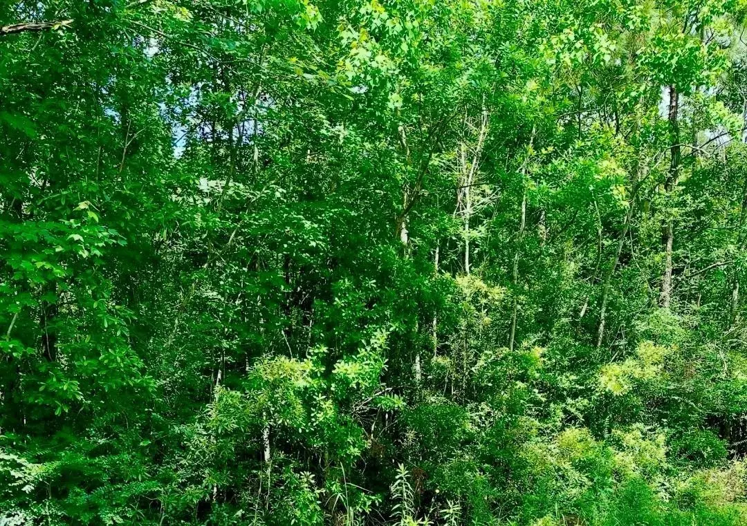 0 Ferito, Buna, TX 77612 - Image #1