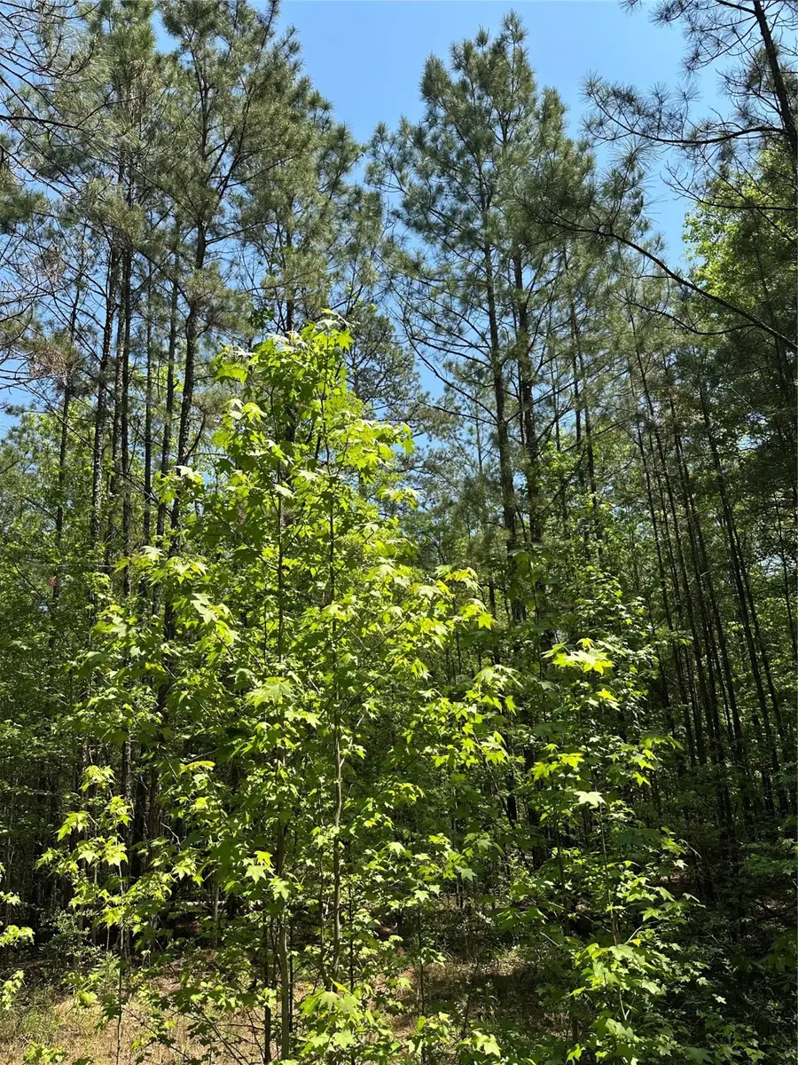 TBD Pr 7261, Colmesneil, TX 75938 - Image #2