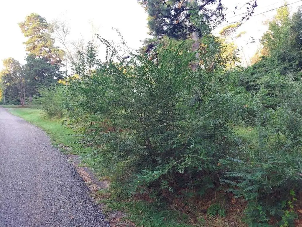 0 Pearson Street, Avinger, TX 75630 - Image #1